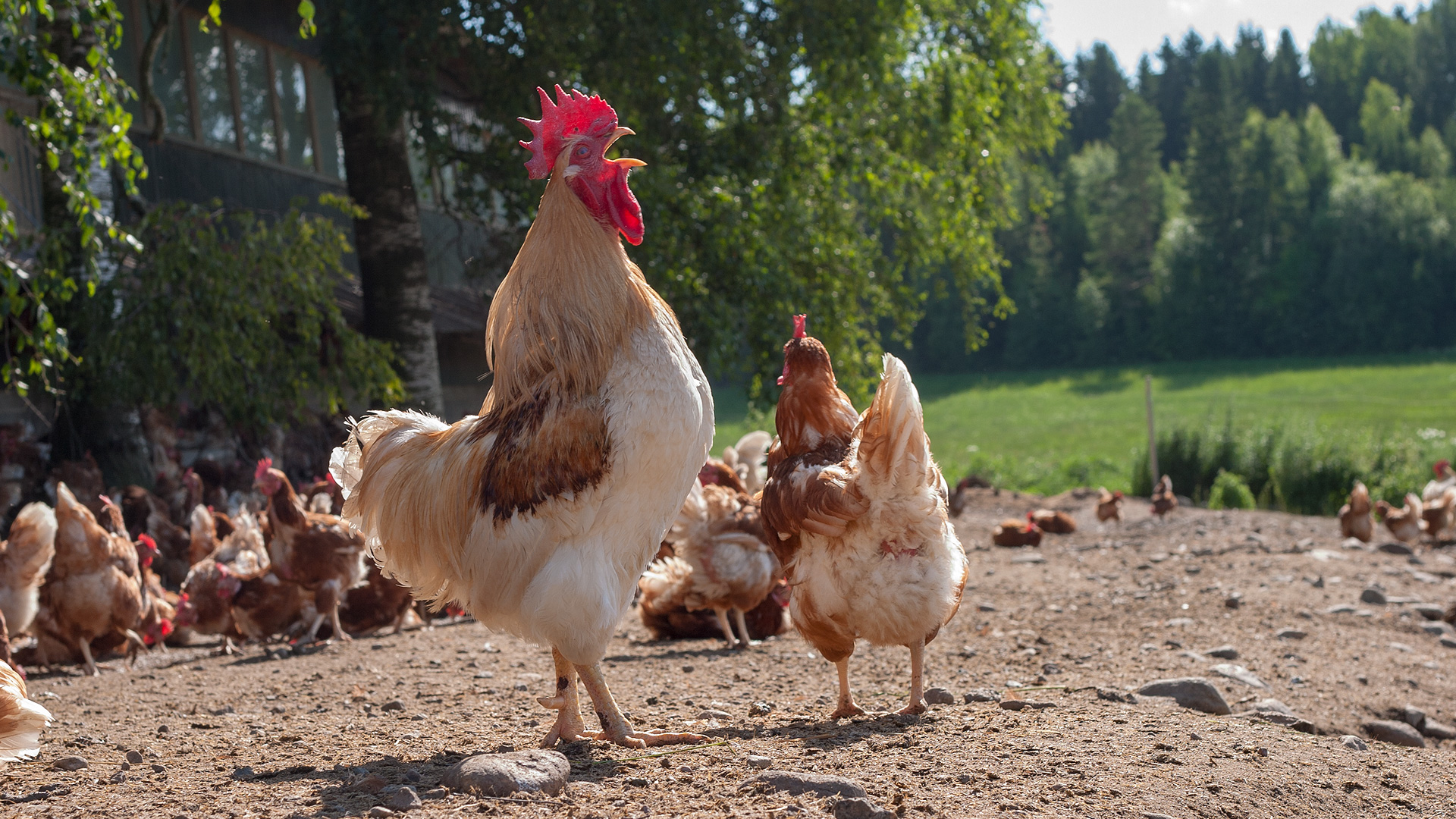 Vapaa, free range vai luomu